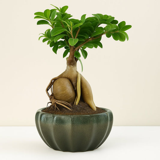 Secret Santa Ficus Microcarpa Bonsai Gift Set with Surprise Plant