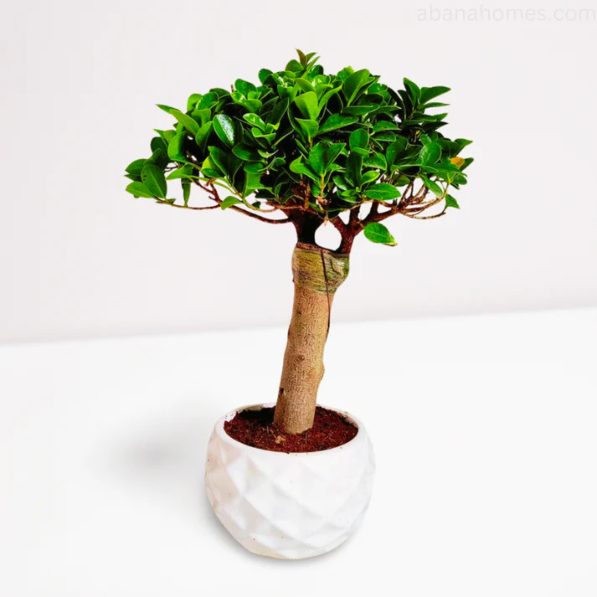 Football Style Ceramic Bonsai Pot | 15 cm / 6 Inch Unique Planter