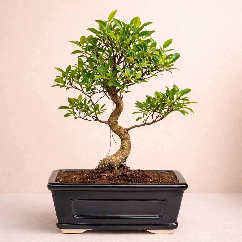 5 Years Old Banyan Bonsai Tree in Black Ceramic Pot