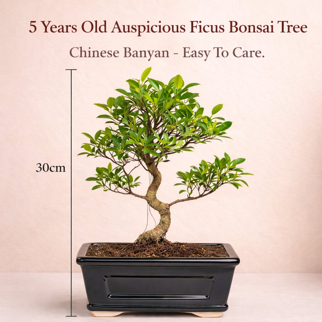 5 Years Old Banyan Bonsai Tree in Black Ceramic Pot