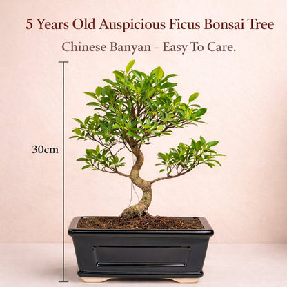 5 Years Old Banyan Bonsai Tree in Black Ceramic Pot