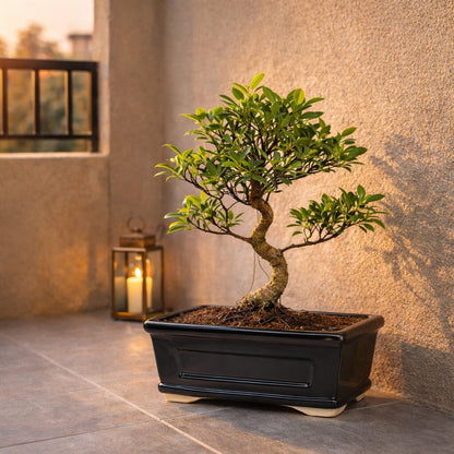 5 Years Old Banyan Bonsai Tree in Black Ceramic Pot