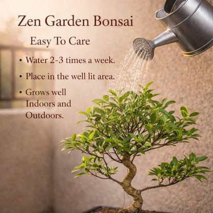 5 Years Old Banyan Bonsai Tree in Black Ceramic Pot