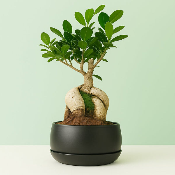 5 Years Old Ficus Bonsai Tree in Metal Tray Pot. Ideal for Desk & Balcony.