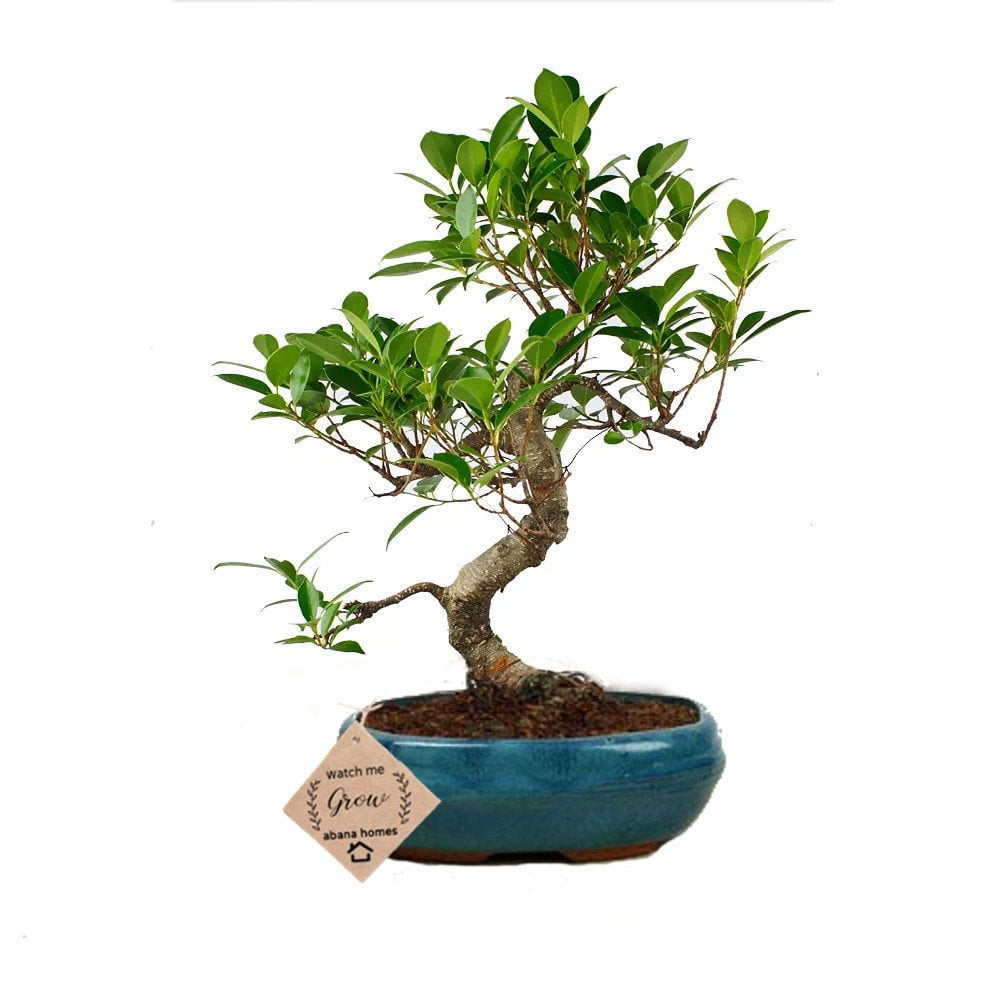 Buy Ficus Bonsai Plant in Ceramic Pot 4 Years - Abana Homes