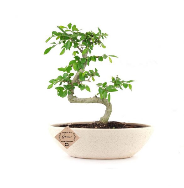 Buy Chinese Elm Bonsai Plant 5 years 25 cm - Abana Homes