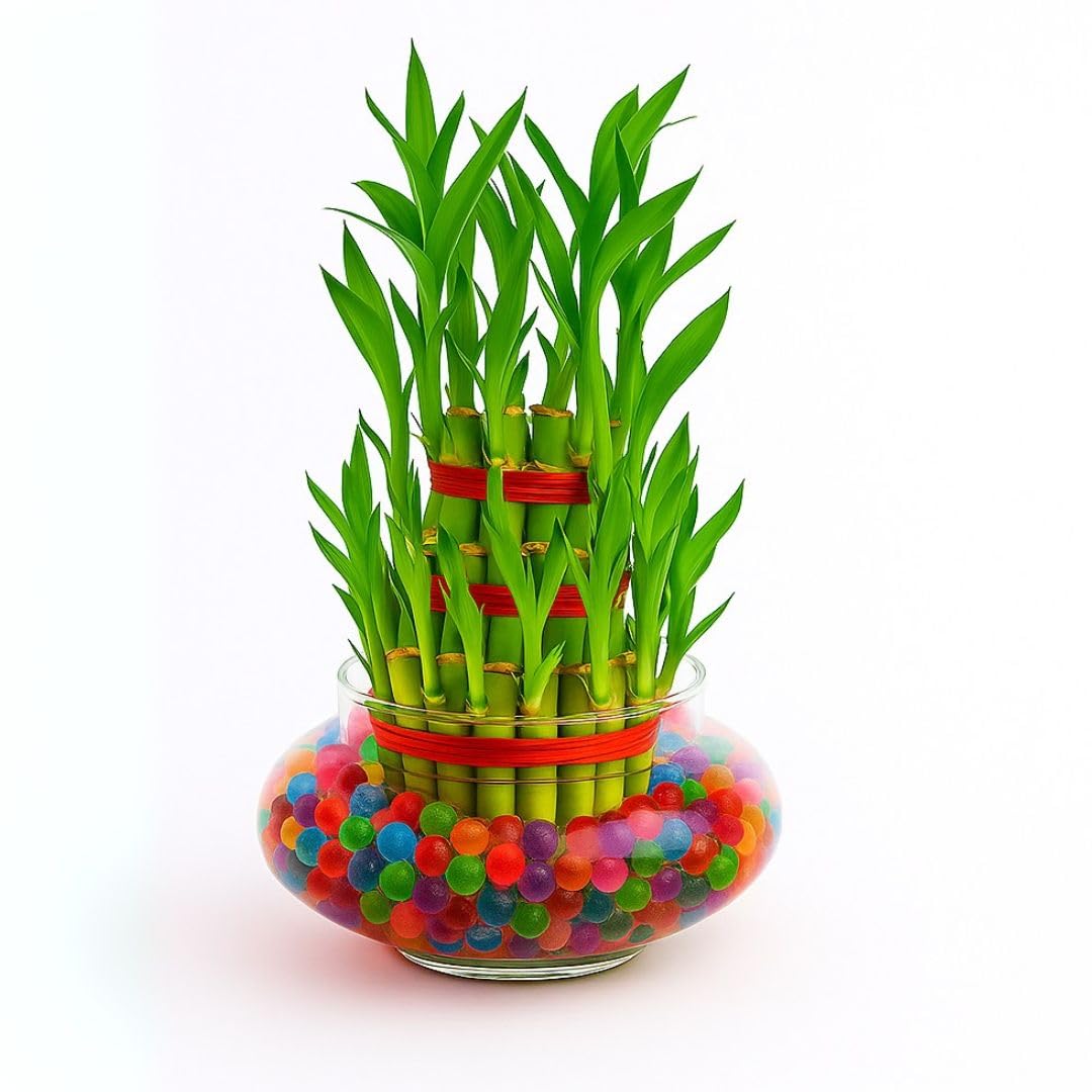 lucky bamboo bowl Buy 3 Layer Lucky Bamboo Plant Indoor with Pot - Live Bamboo Plant in Big Glass Bowl