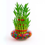 3 Layer Lucky Bamboo in Glass Pot – Indoor Desk Plant