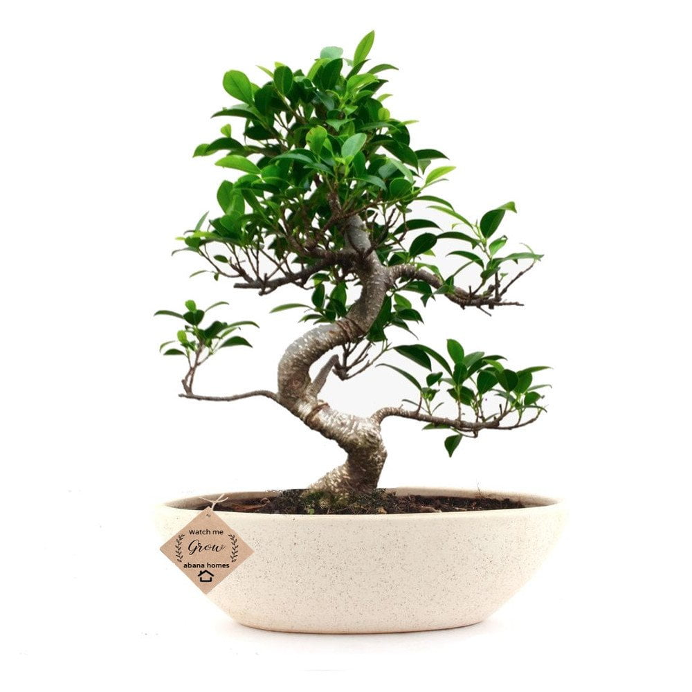 Buy Ficus Bonsai Plant in Ceramic Pot 4 Years - Abana Homes