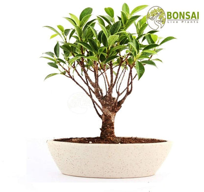 Buy I Shape Ficus Bonsai Live Plants with Beautiful Pot - Abana Homes