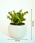 Football Style Ceramic Bonsai Pot | 15 cm / 6 Inch Unique Planter