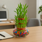 3 Layer Lucky Bamboo in Glass Pot – Indoor Desk Plant