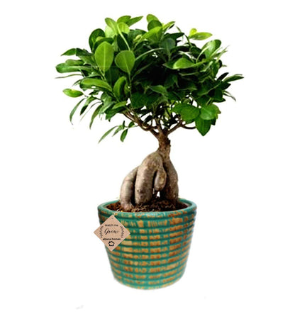 Ficus Indoor Bonsai Plant