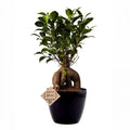 Ficus Bonsai Live Plant 4 Years 20 cm