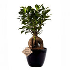 Ficus Bonsai Live Plant 4 Years 20 cm