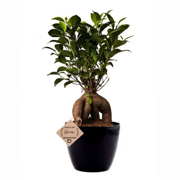 Buy Grafted Ficus Bonsai tree - 4 Year old - Abana Homes