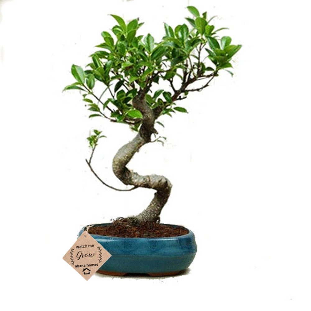 Buy Ficus Bonsai Plant in Ceramic Pot 4 Years - Abana Homes