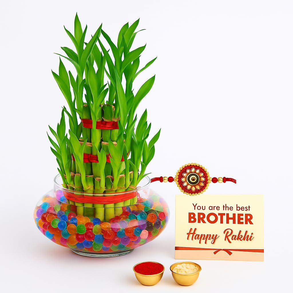 3 Layer Lucky Bamboo Plant Indoor with Pot