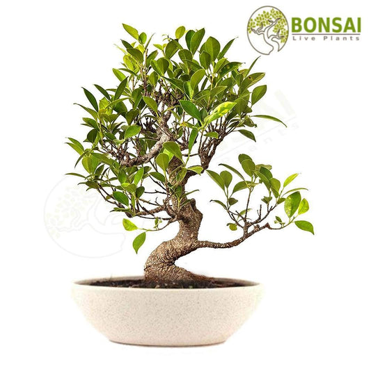 Boat Shaped Ceramic Bonsai Planter 28 cm 11 inches