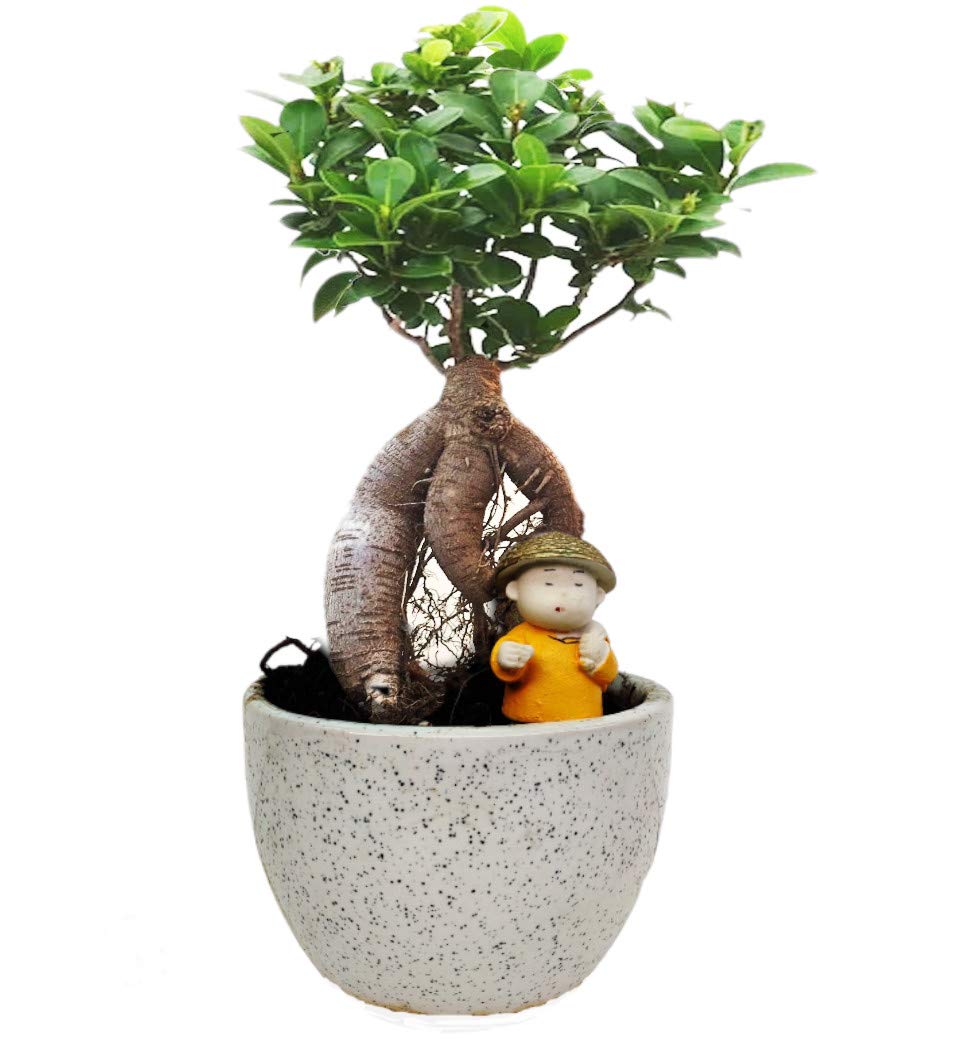 Ficus Microcarpa Bonsai 5 Years OffWhite Pot