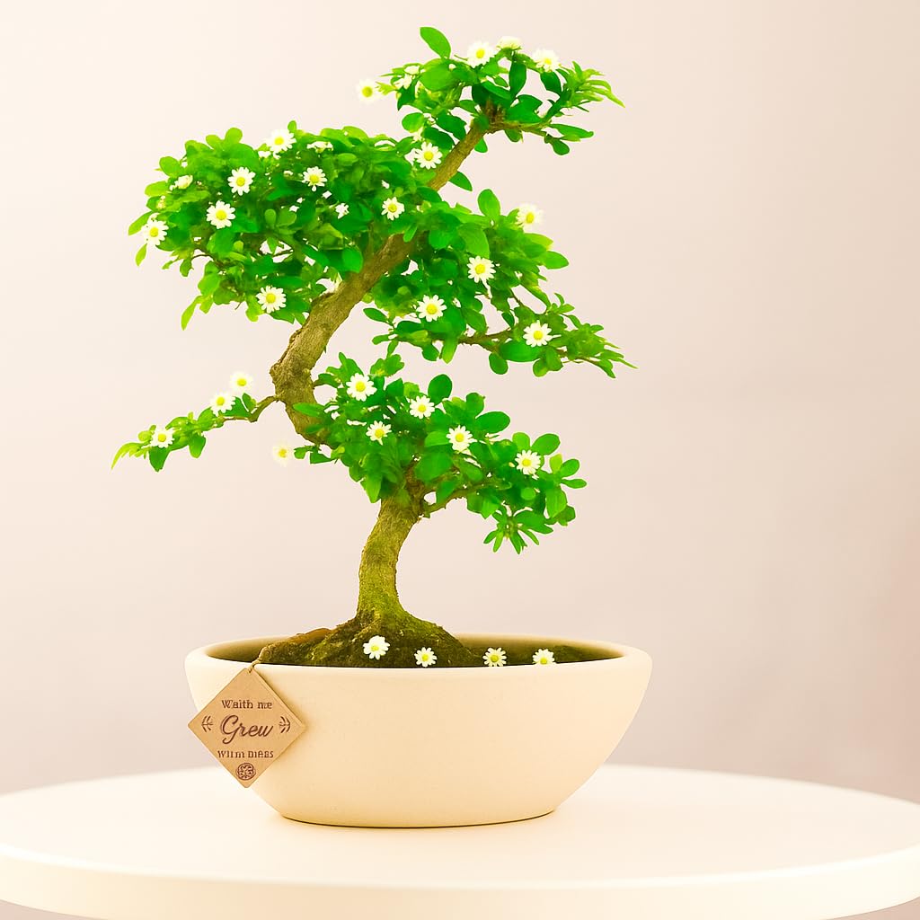 5-Year-Old Flowering Carmona Bonsai Tree