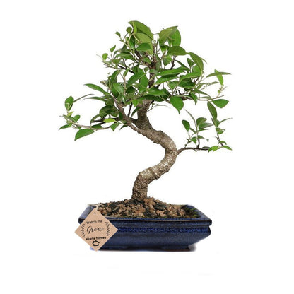 Buy Ficus Bonsai Plant in Ceramic Pot 4 Years - Abana Homes