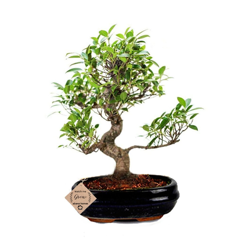 Ficus Bonsai Plant in PP Pot