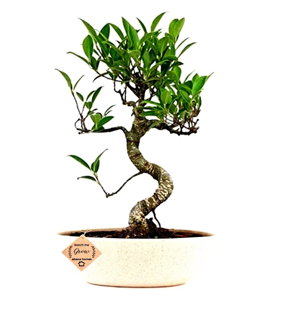 Buy Rakhi Gifts Ficus Plant Bonsai - Abana Homes