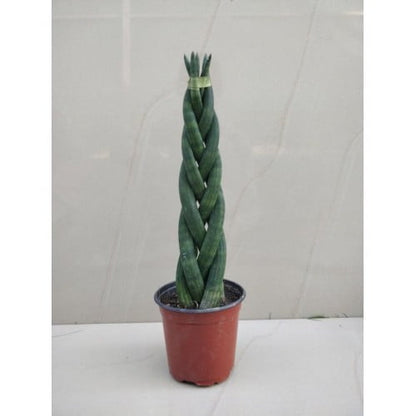 Buy Sansevieria Braided Live Plant with Pot - Abana Homes