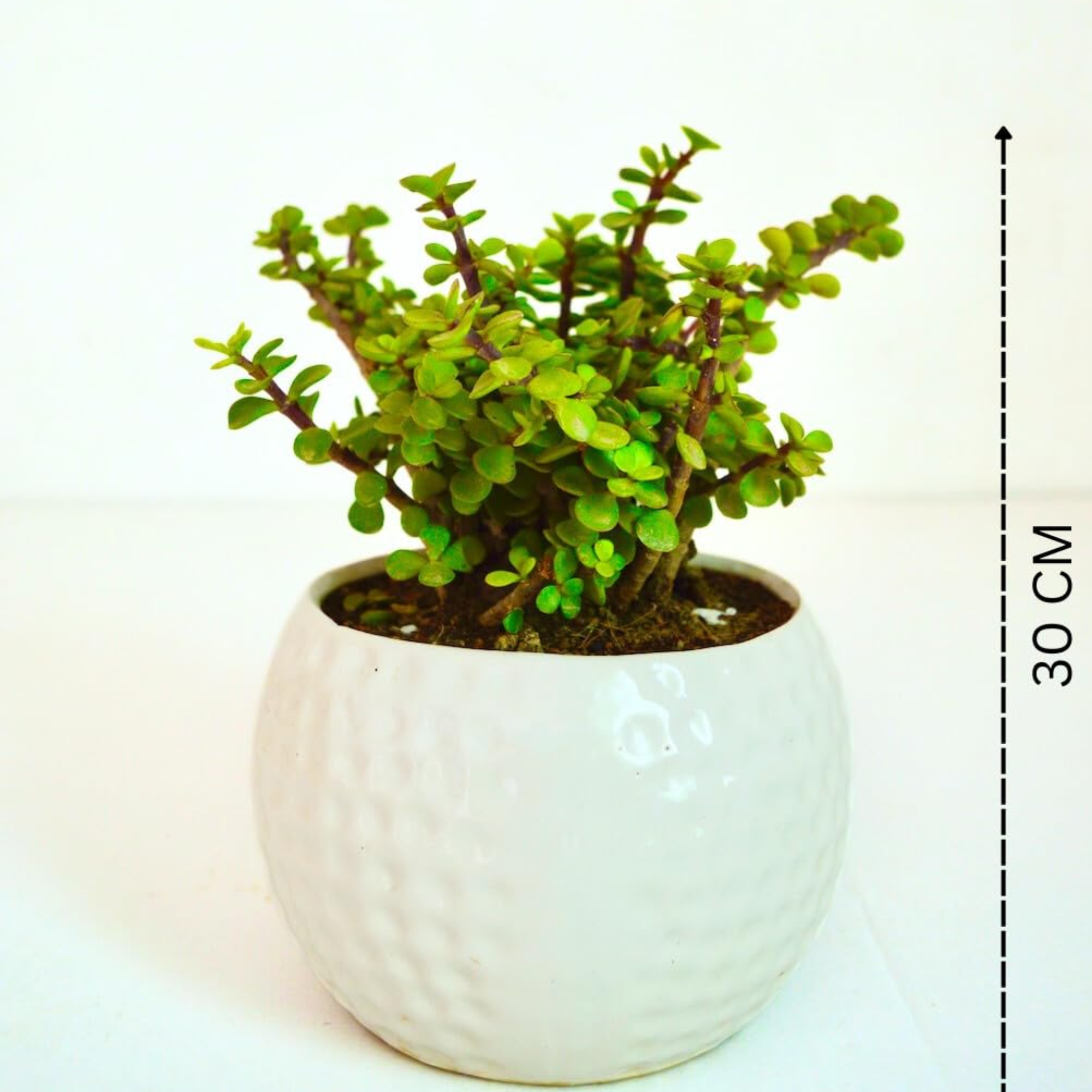 Football Style Ceramic Bonsai Pot | 15 cm / 6 Inch Unique Planter