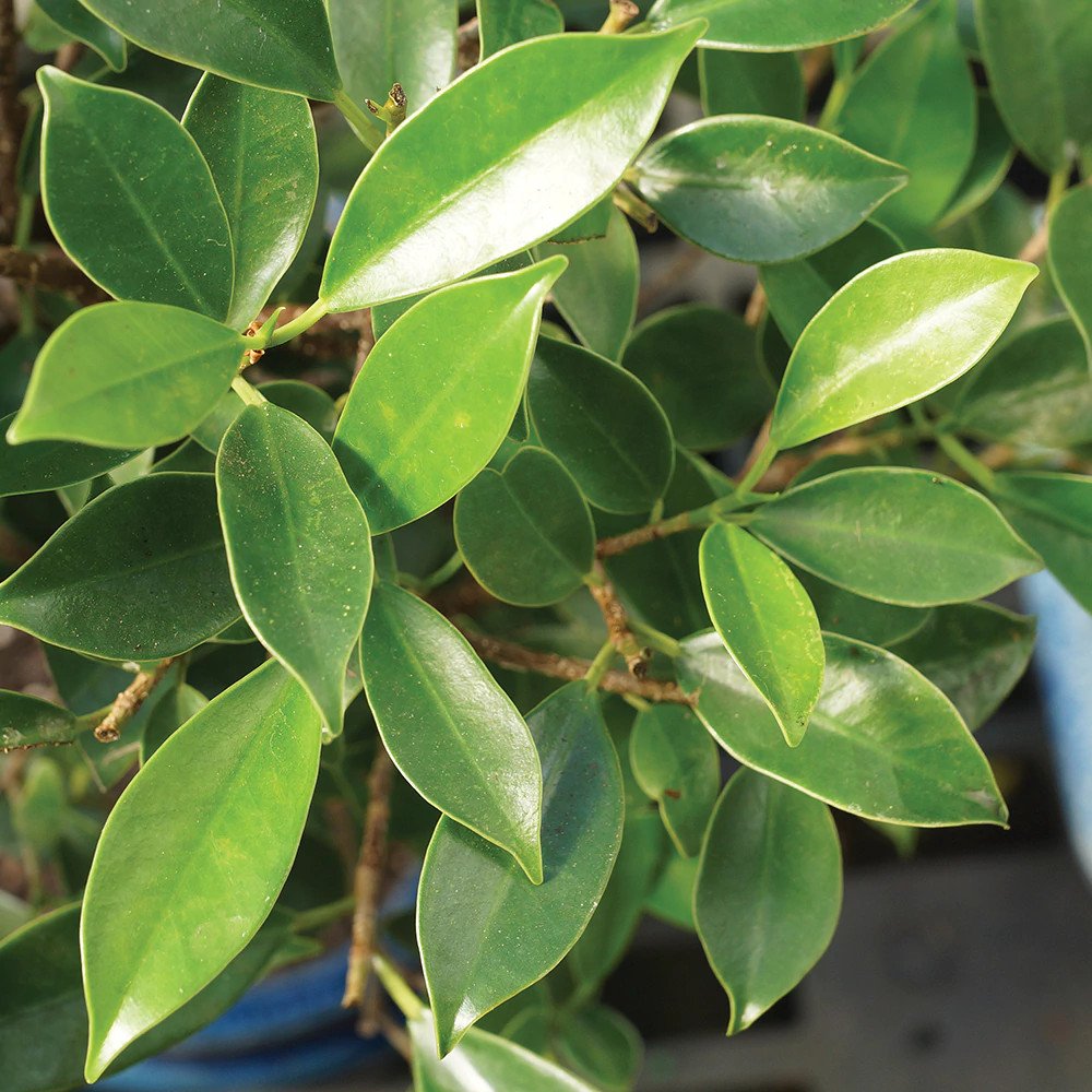 Ficus Bonsai Plant in White Sq Ceramic Pot