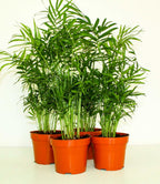 Chamaedorea Mini Palm