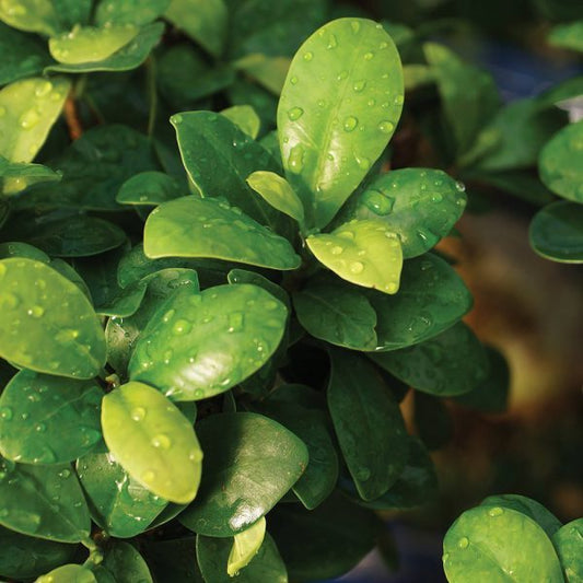 Buy Ginseng Grafted Ficus Plant Bonsai - Abana Homes