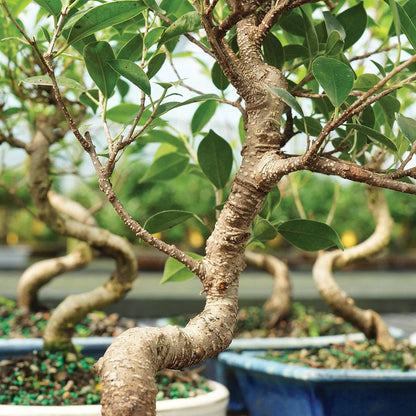 Buy Ficus Bonsai Plant in Ceramic Pot 4 Years - Abana Homes