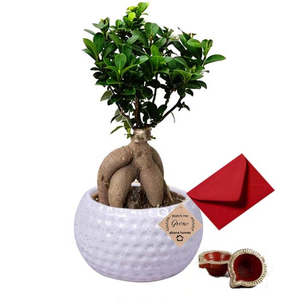 Buy Diwali Gift Ficus Bonsai Plant with 2 Diya and A Hand-Written Card - Abana Homes