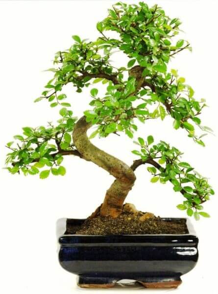 Buy Chinese Elm Bonsai Tree 6 Yrs - Abana Homes