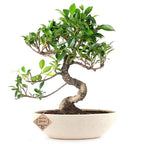 Buy Ficus Bonsai Plant in Ceramic Pot 4 Years - Abana Homes