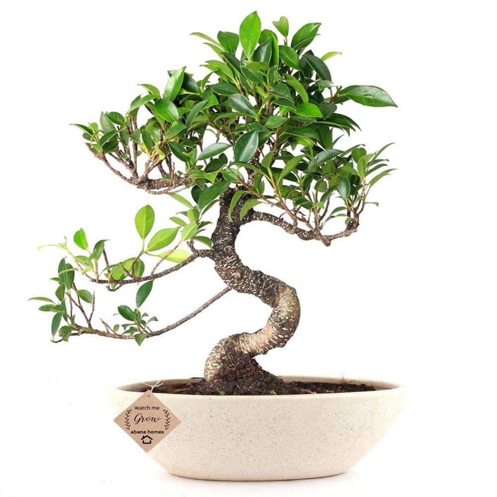 Buy Ficus Bonsai Plant in Ceramic Pot 4 Years - Abana Homes