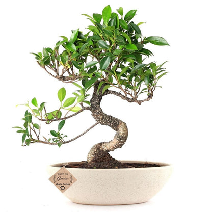 Buy Ficus Bonsai Plant in Ceramic Pot 4 Years - Abana Homes