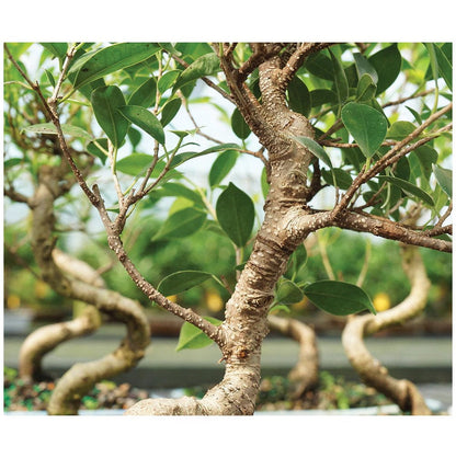 Ficus Bonsai Plant in PP Pot