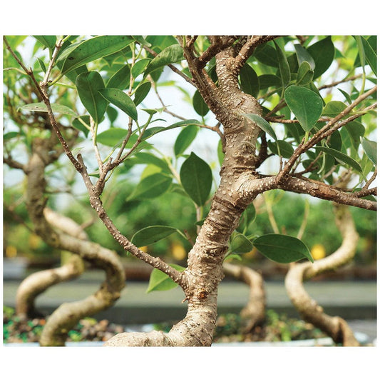 Buy Ficus Plant Bonsai 5 Years 20 cm - Abana Homes