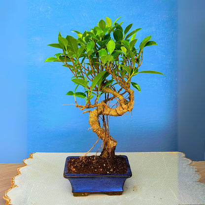 7 Years Old Banyan Bonsai Tree with Aerial Roots - Well Trained