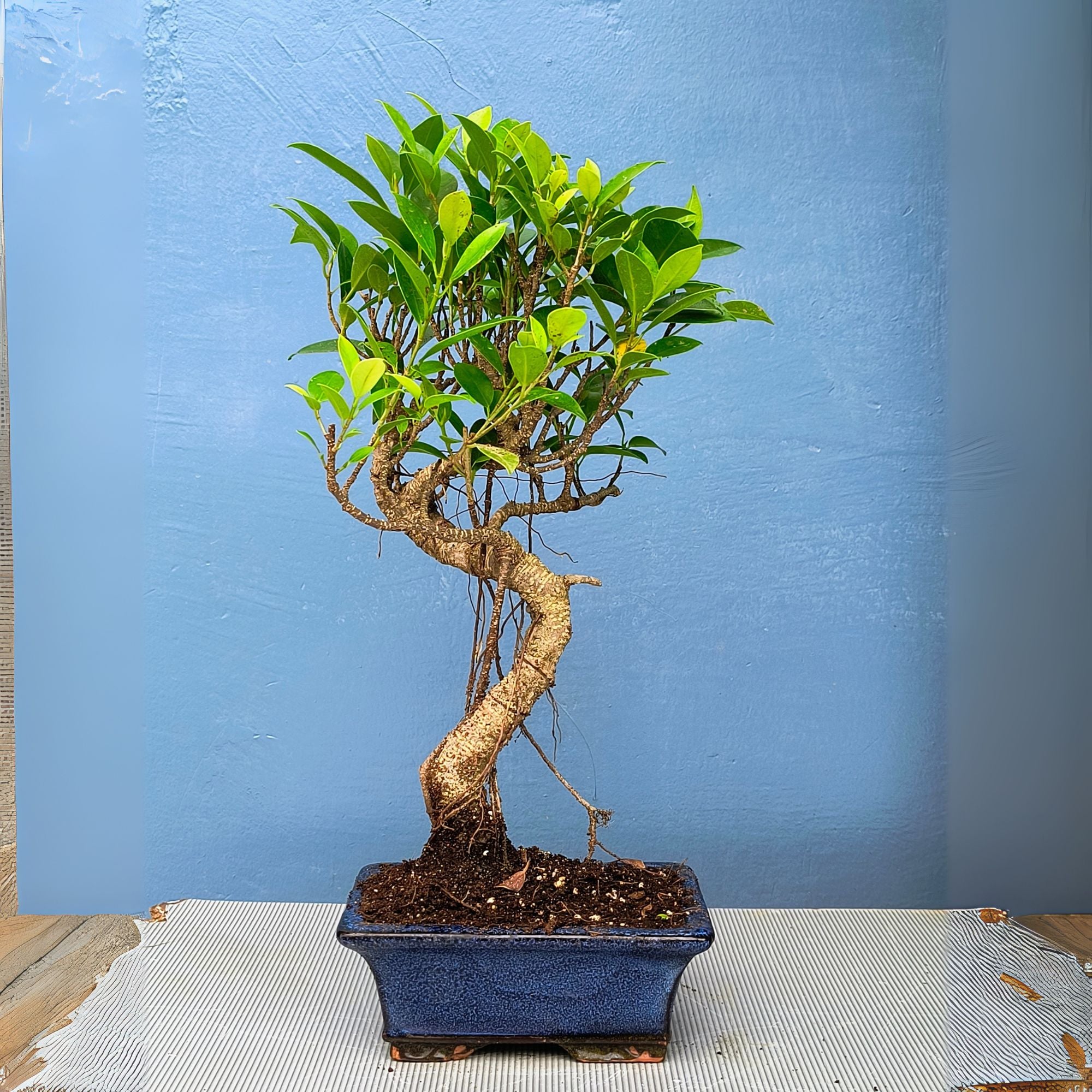 7 Years Old Banyan Bonsai Tree with Aerial Roots - Well Trained