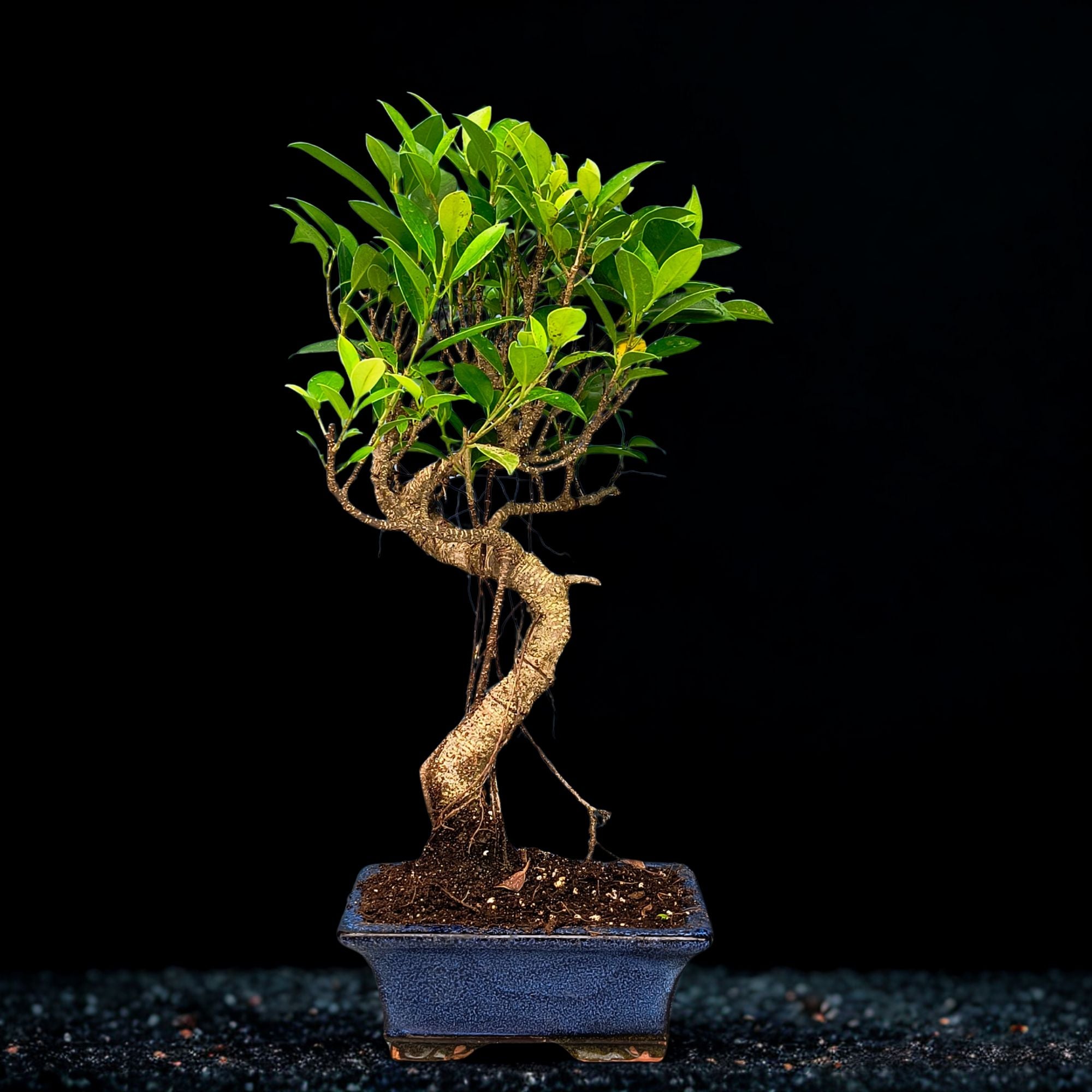 7 Years Old Banyan Bonsai Tree with Aerial Roots - Well Trained