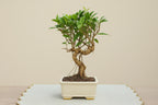 7 Years Old Banyan Bonsai Tree with Aerial Roots - Well Trained
