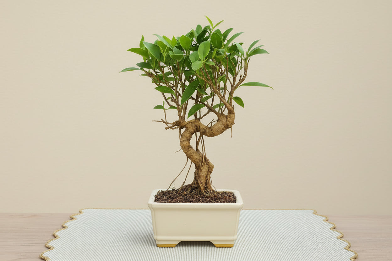 7 Years Old Banyan Bonsai Tree with Aerial Roots - Well Trained