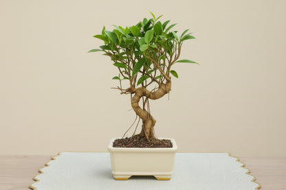 7 Years Old Banyan Bonsai Tree with Aerial Roots - Well Trained