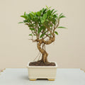7-Years-Old Banyan Bonsai Tree 35cm Tall