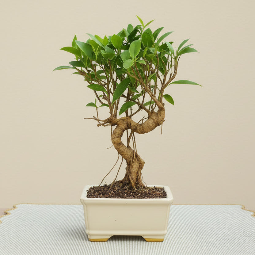 7 Years Old Banyan Bonsai Tree with Aerial Roots - Well Trained