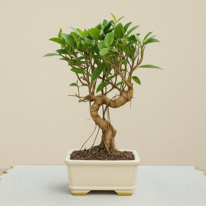 7 Years Old Banyan Bonsai Tree with Aerial Roots - Well Trained
